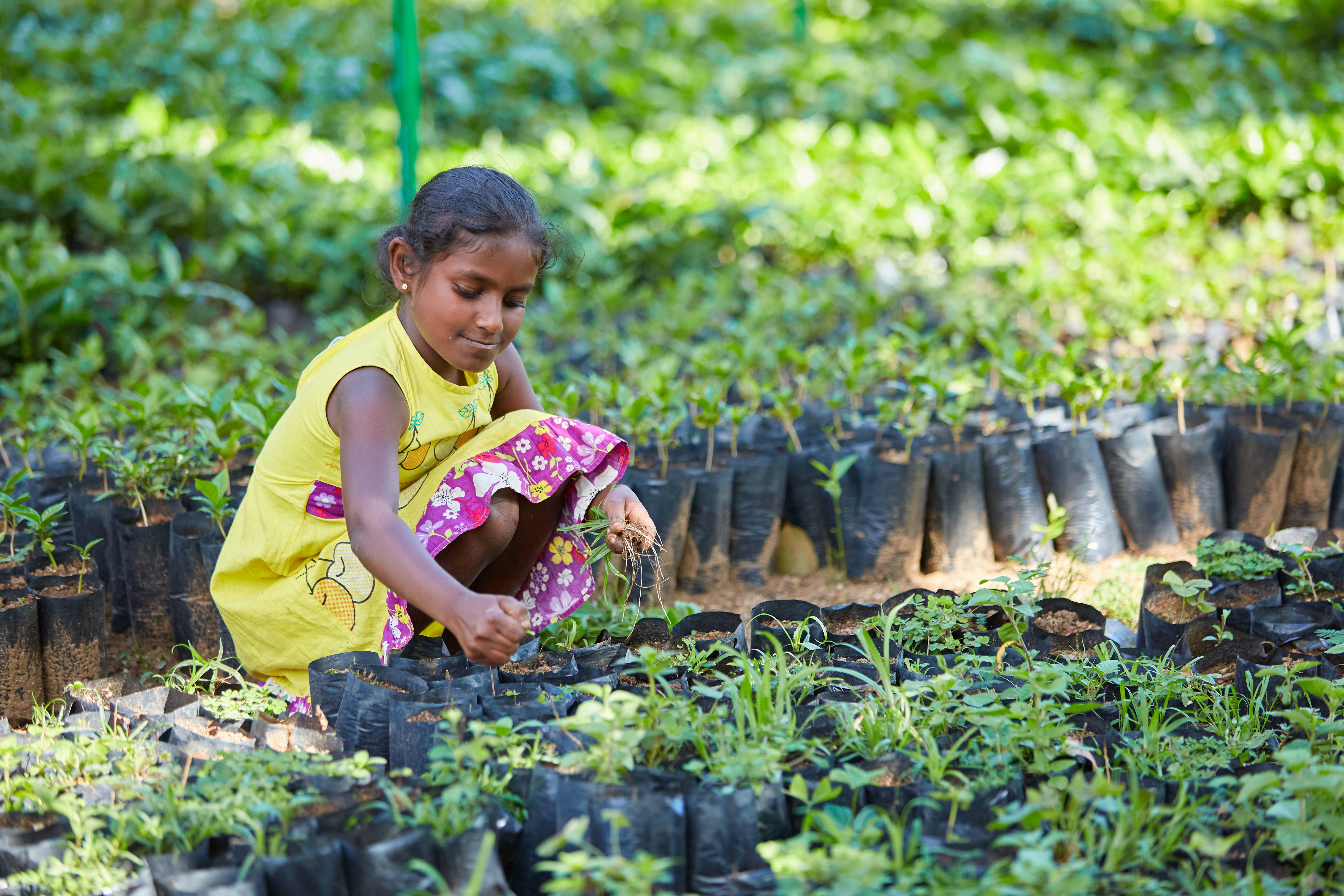 Volunteering for climate action in Sri Lanka UNV